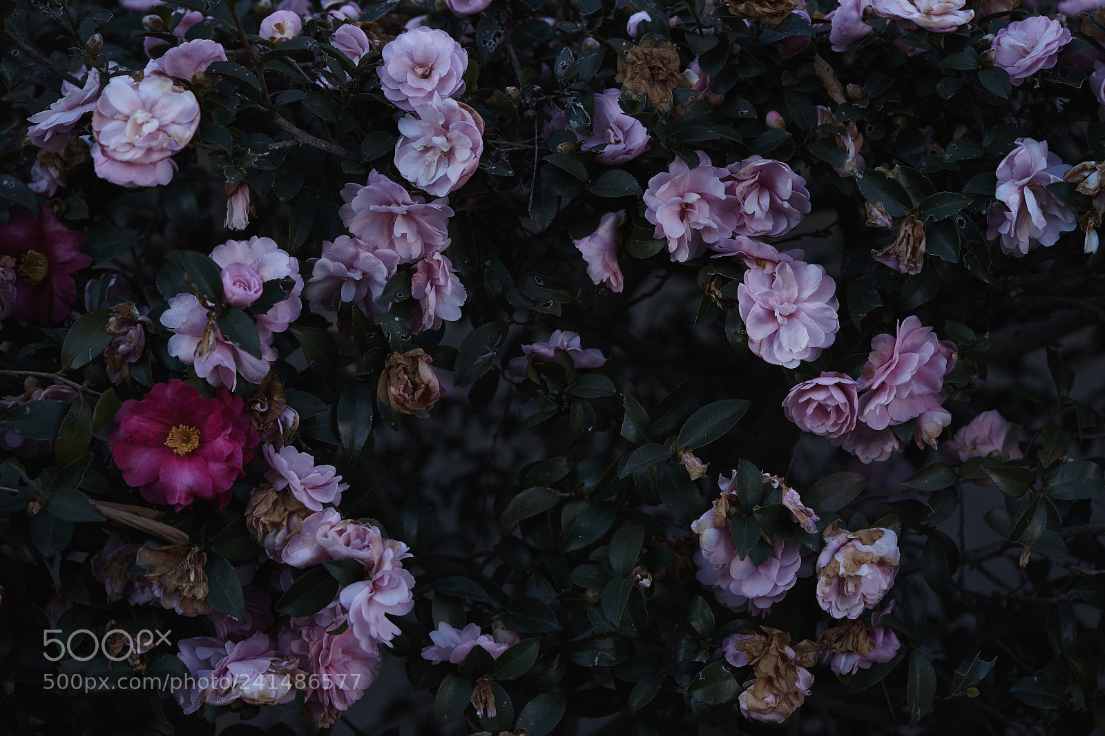 Sony a7 sample photo. Flowers 6095 photography