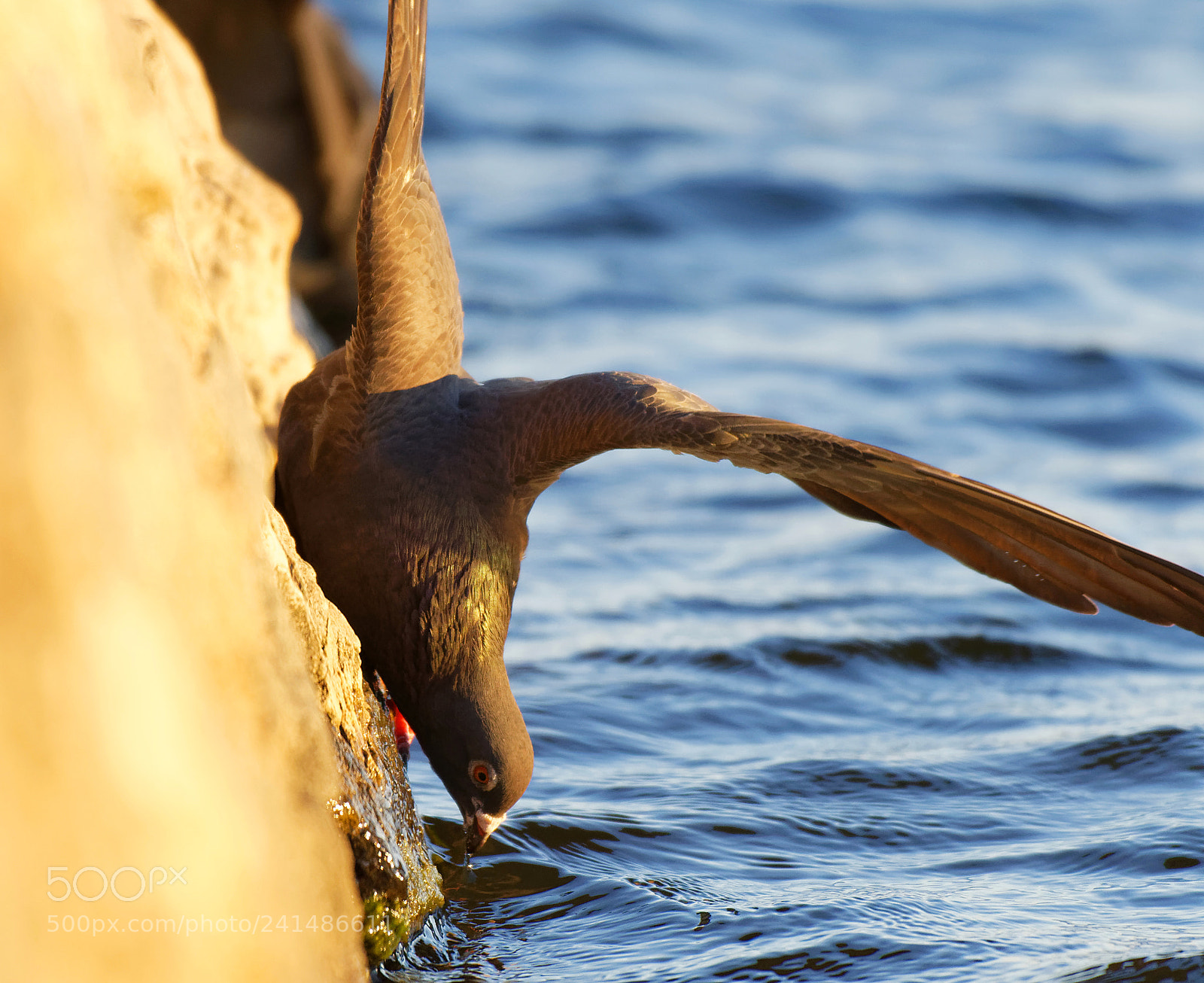 Nikon AF-S Nikkor 200-500mm F5.6E ED VR sample photo. Balancing act photography
