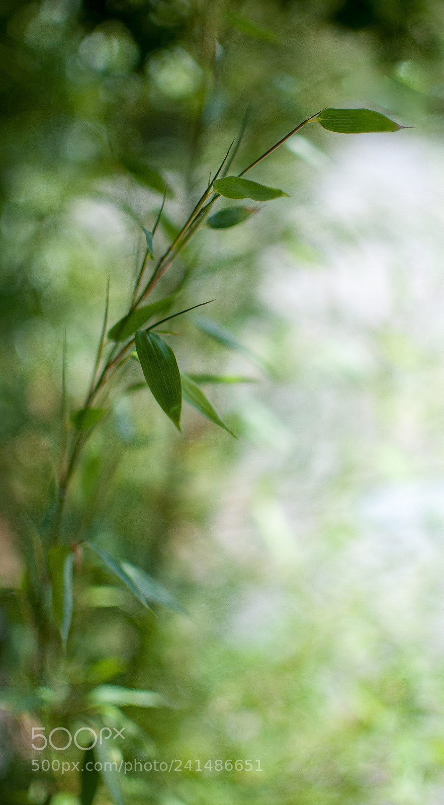 Nikon D300 sample photo. Bamboo vi photography