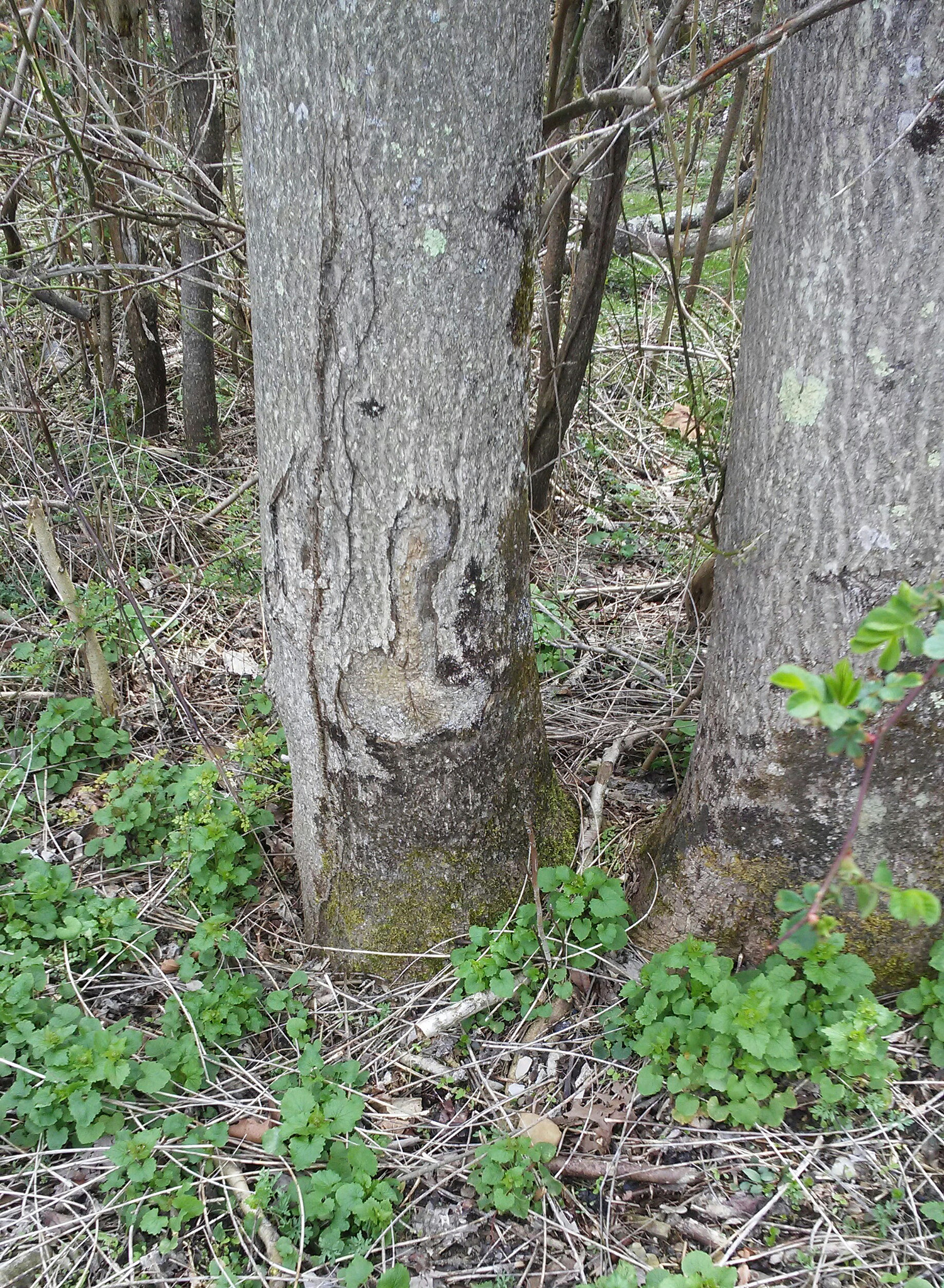LG X STYLE sample photo. Penis tree photography