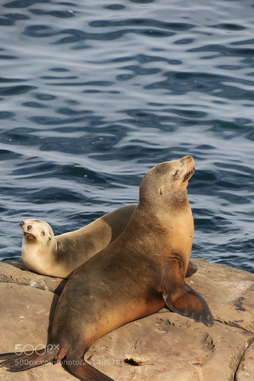 Canon PowerShot G3 X sample photo. Seals in la jolla photography