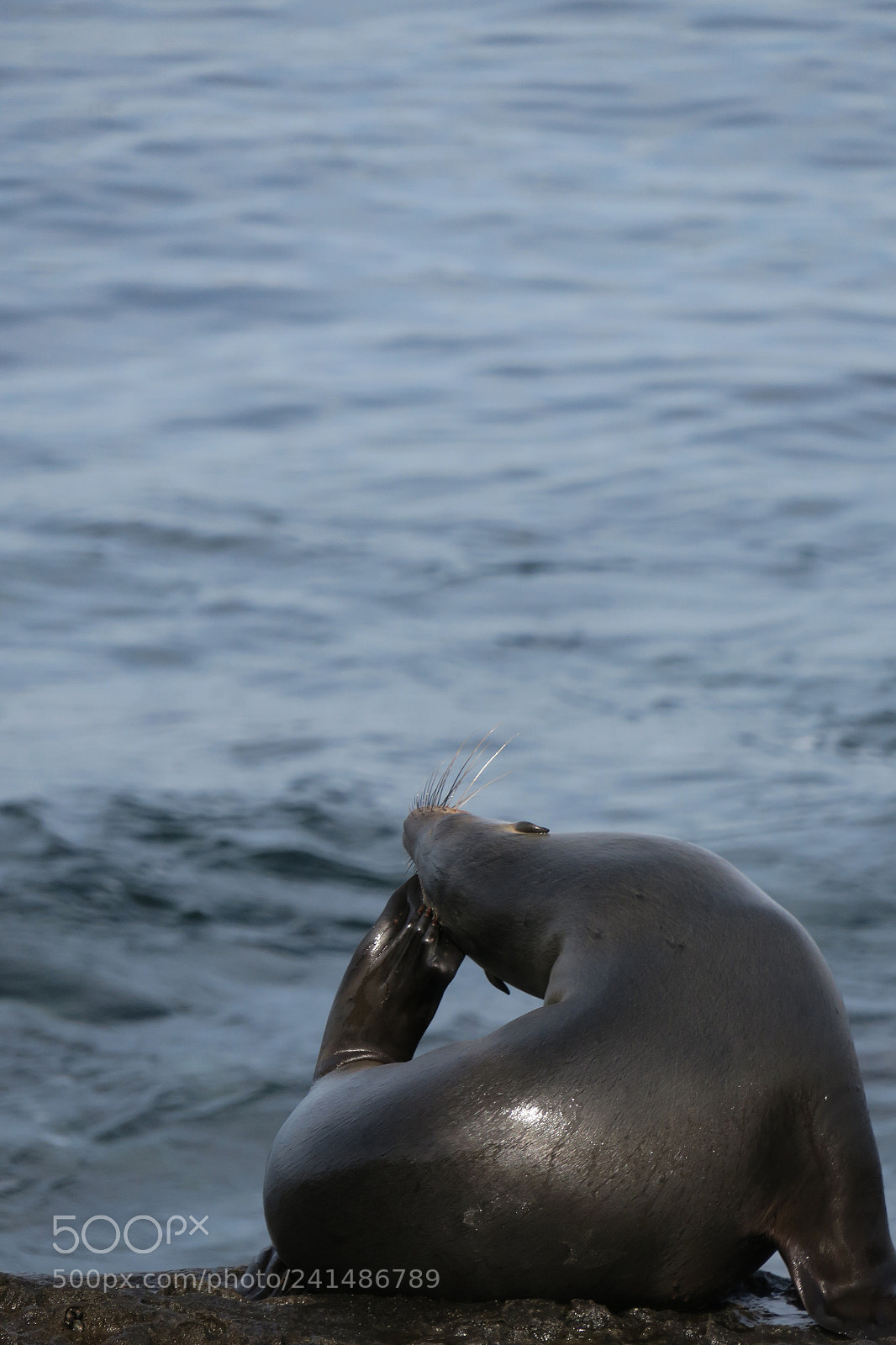 Canon PowerShot G3 X sample photo. Seals in la jolla photography