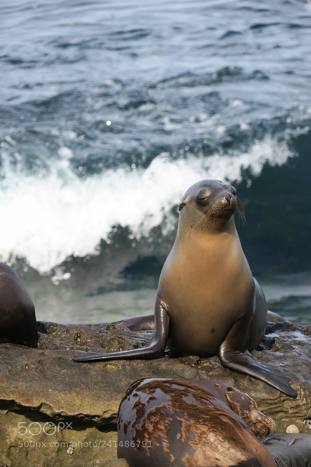 Canon PowerShot G3 X sample photo. Seals in la jolla photography