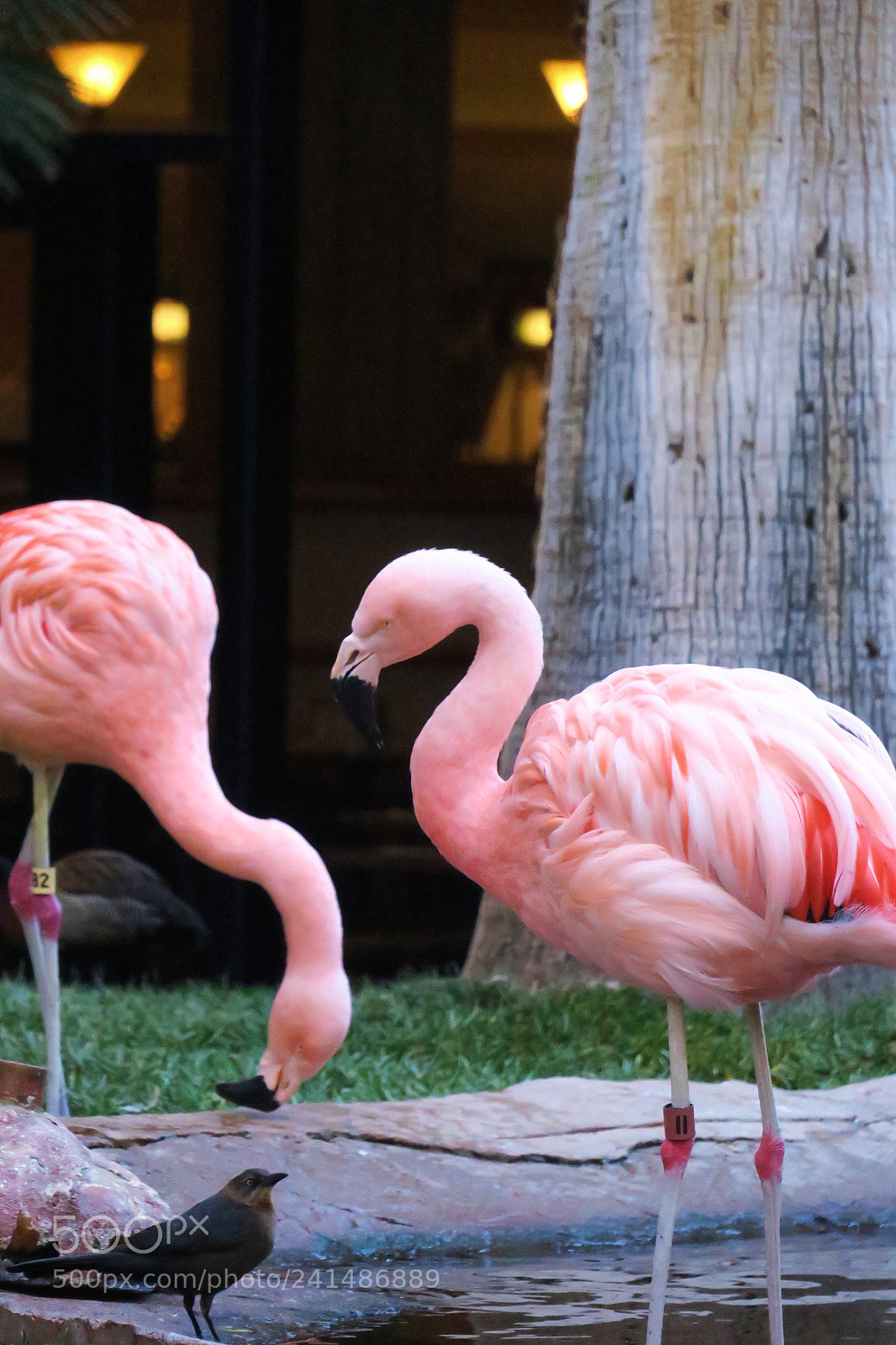 Canon PowerShot G3 X sample photo. Flamingo photography