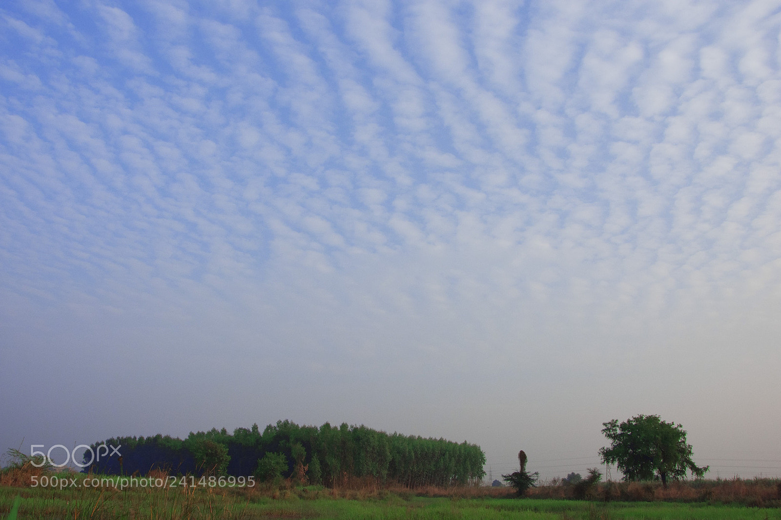 Nikon D7200 sample photo. Split wide open photography