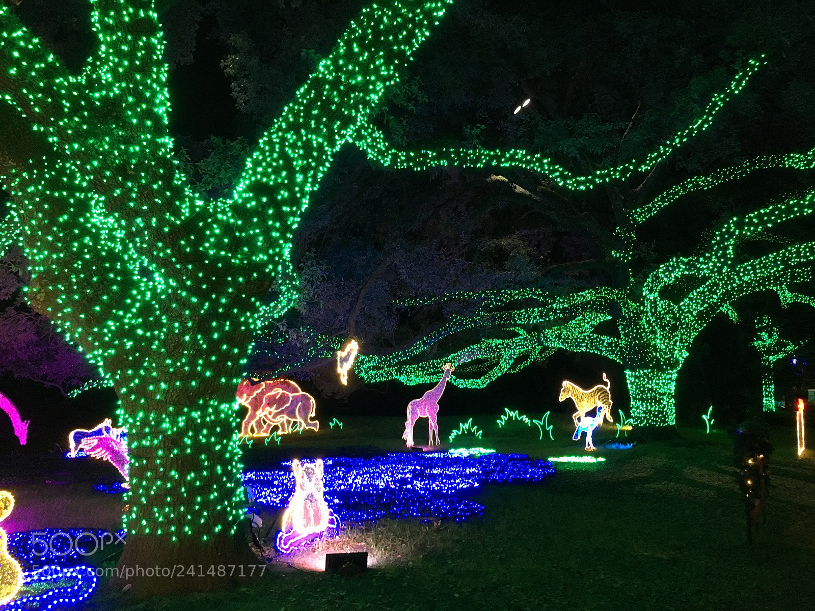 Apple iPhone 6s Plus sample photo. Colorful zoo lights, houston,texas photography
