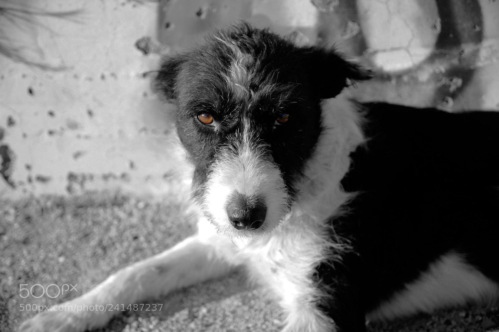 Canon EOS 5D sample photo. Stray photography