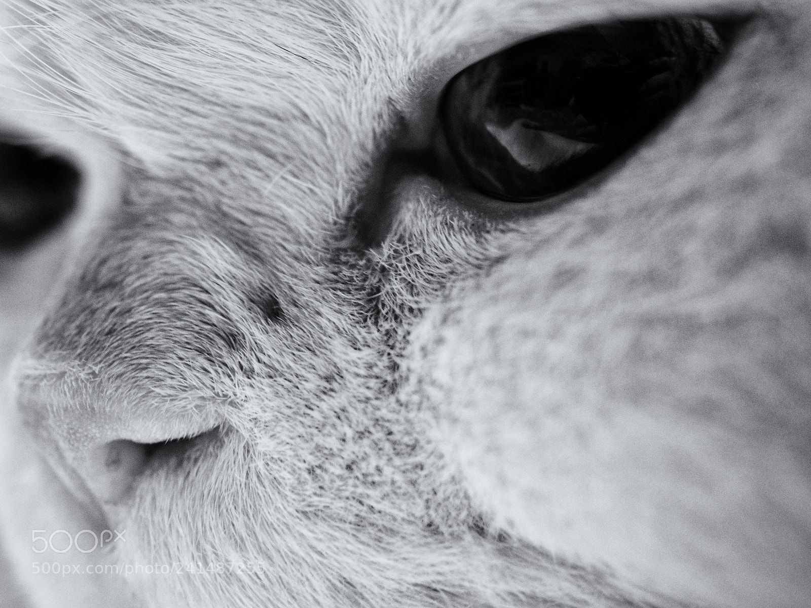 Olympus OM-D E-M1 sample photo. Eyes of yoshi photography