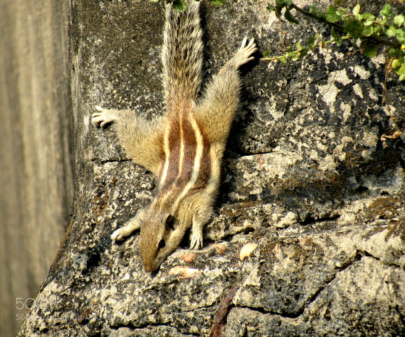 Canon PowerShot SX530 HS sample photo. Another level of basking.. ? photography
