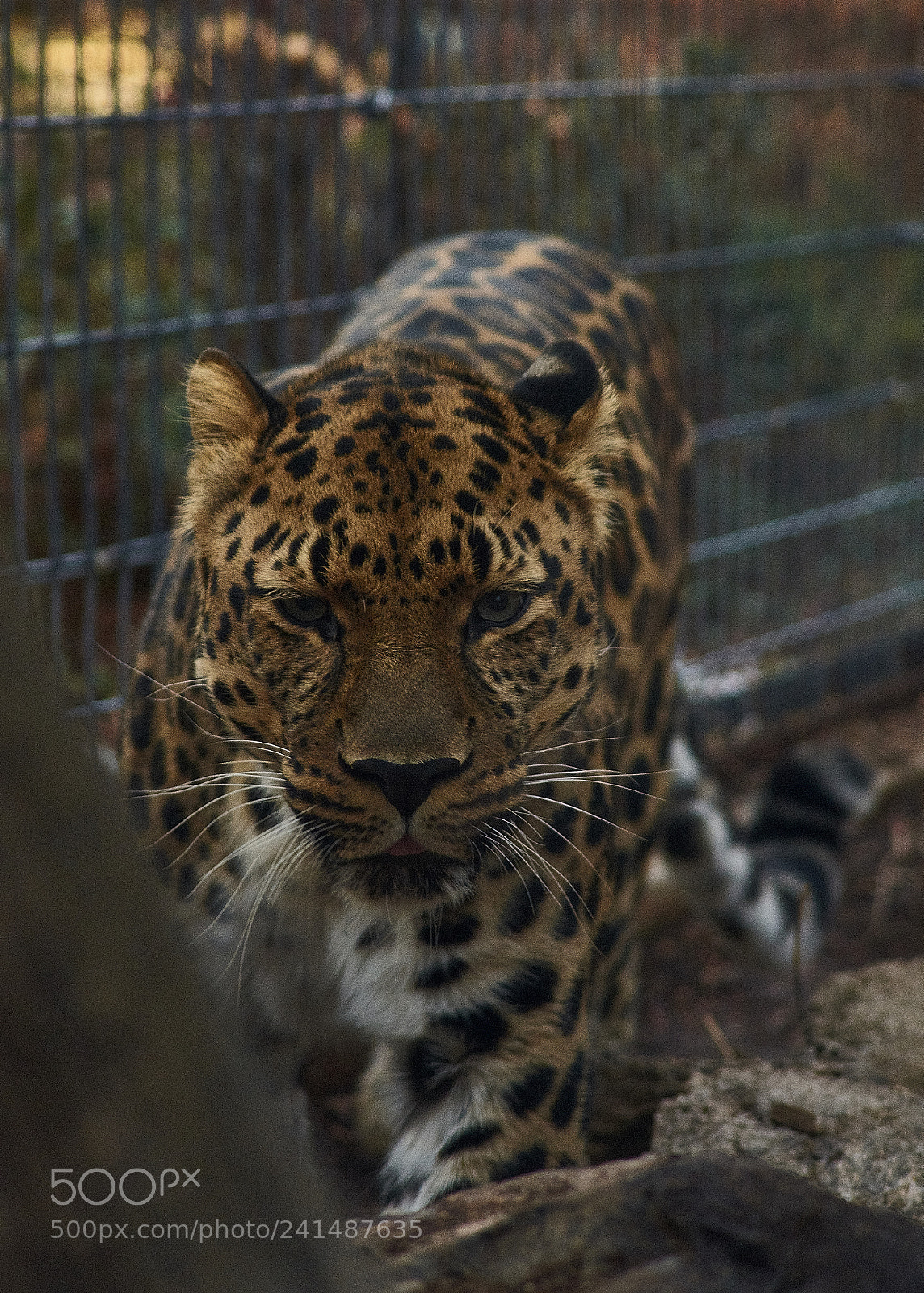 Nikon D3400 sample photo. Leopard photography