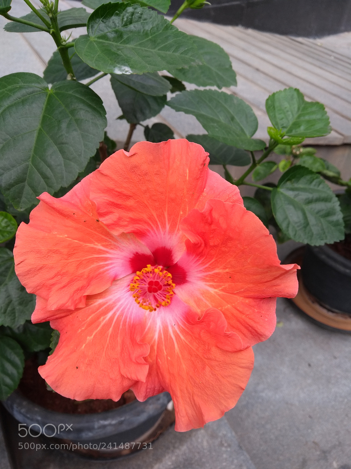 Motorola Moto G (5th Gen) sample photo. Simplicity is the essence photography