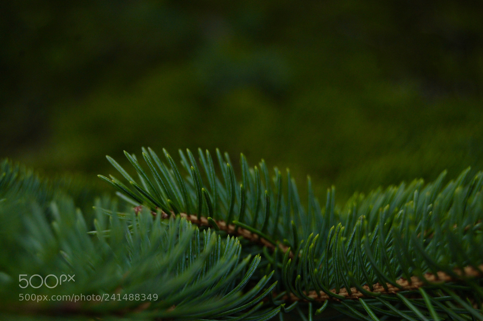 Nikon D40 sample photo. Evergreen scene photography