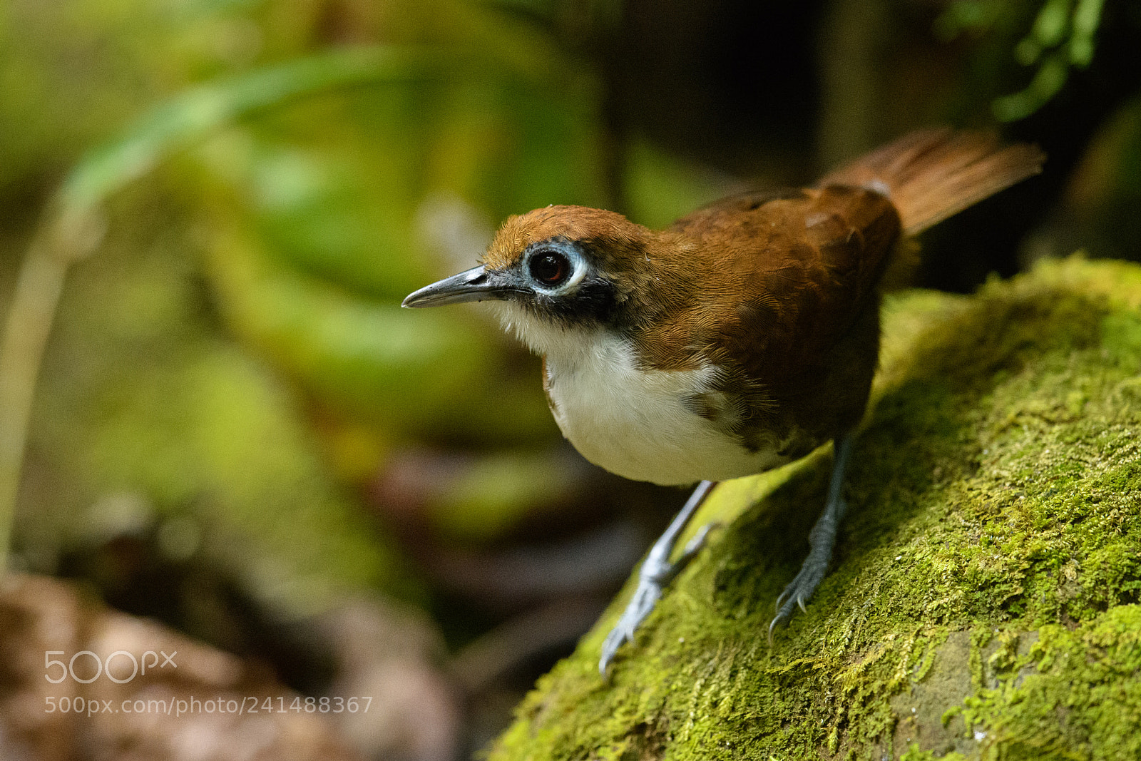 Nikon D850 sample photo. Bicolored antbird photography