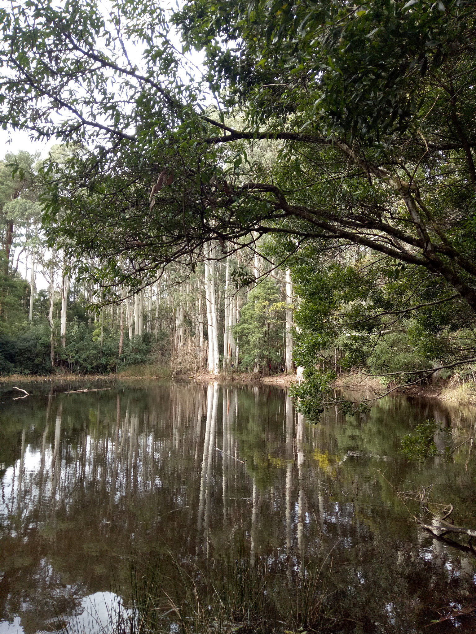 OPPO X9009 sample photo. Sanatorium lake, mt macedon photography