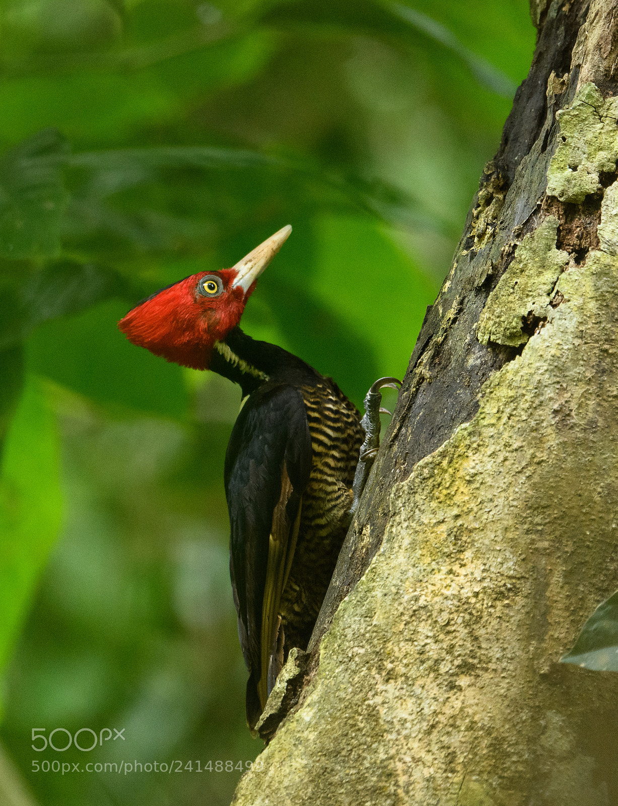 Nikon D850 sample photo. Lineated woodpecker photography