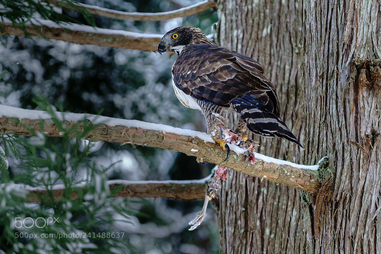 Sony a7S II sample photo. Mountain hawk-eagle photography