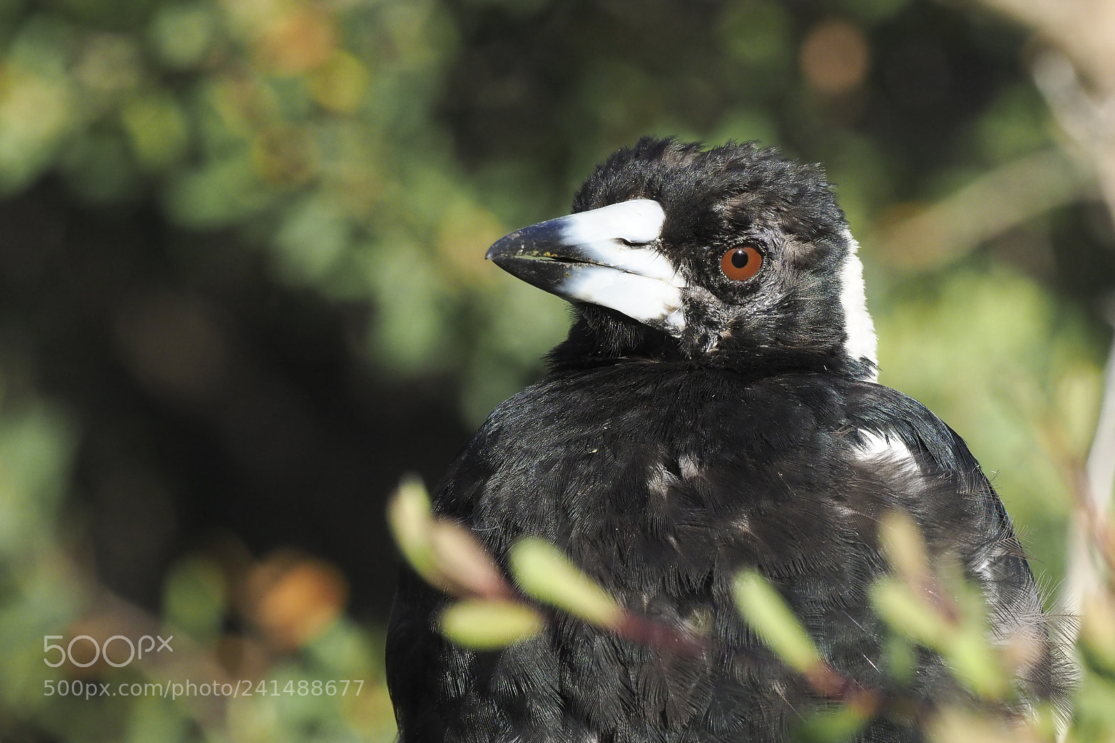 Olympus OM-D E-M1 Mark II sample photo. Magpie eye photography