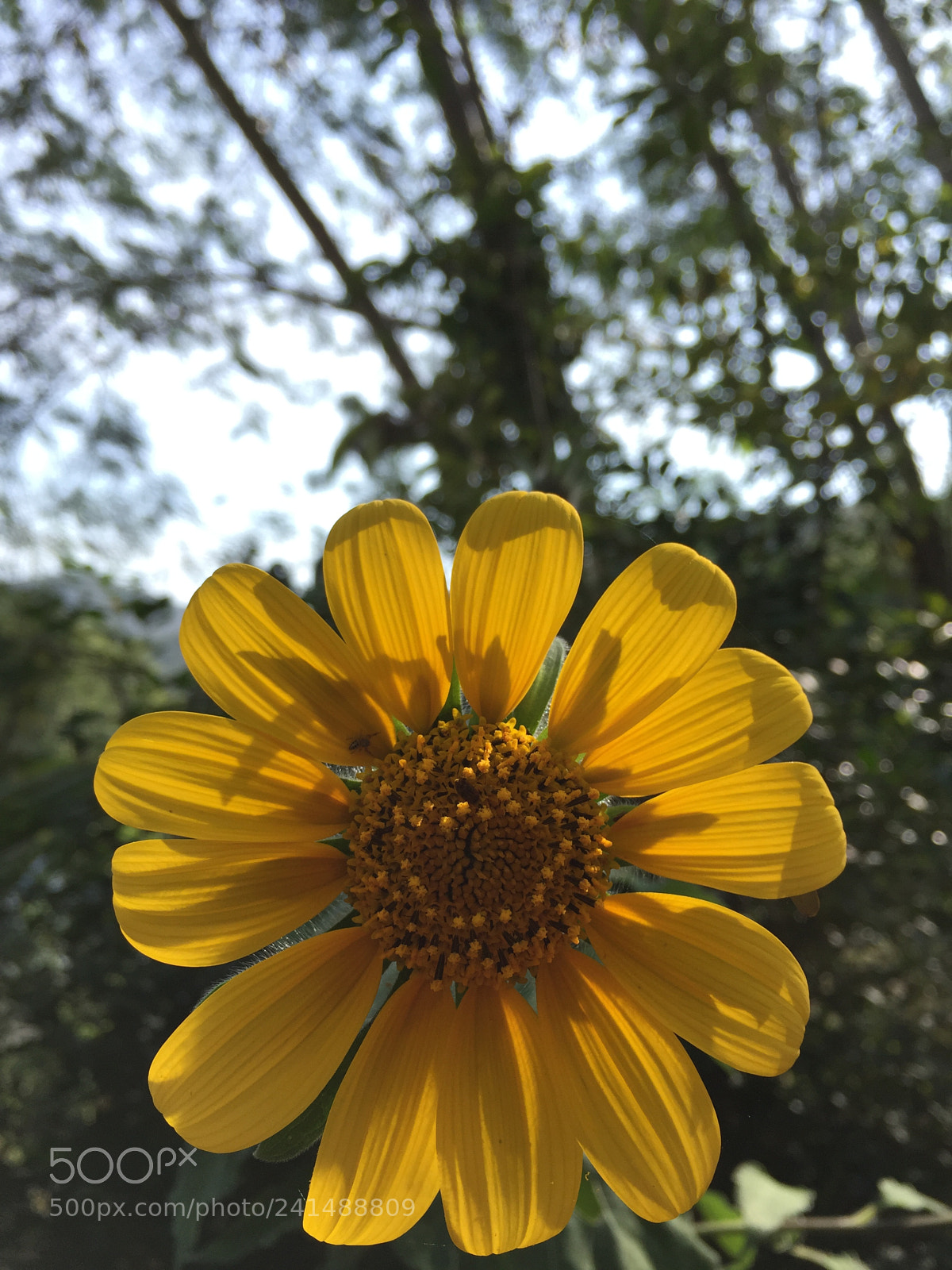 Apple iPhone 6 sample photo. ? photography