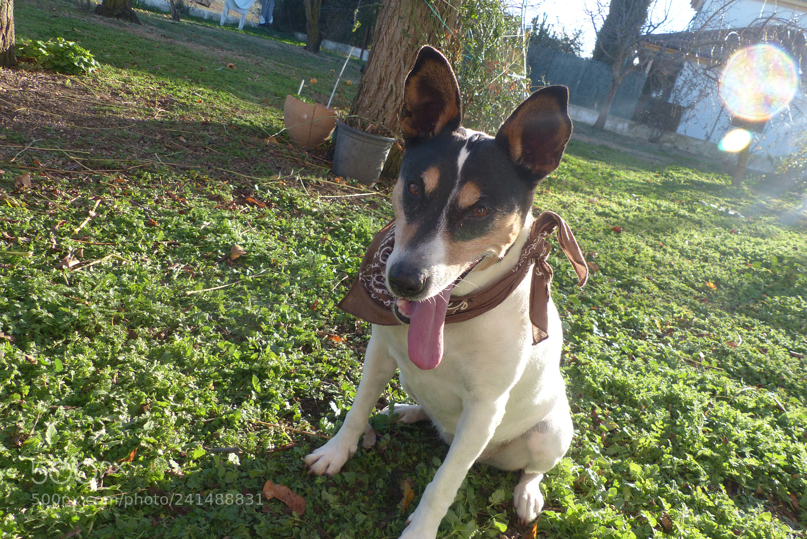 Panasonic Lumix DMC-FZ200 sample photo. My dog twiggy <3 photography