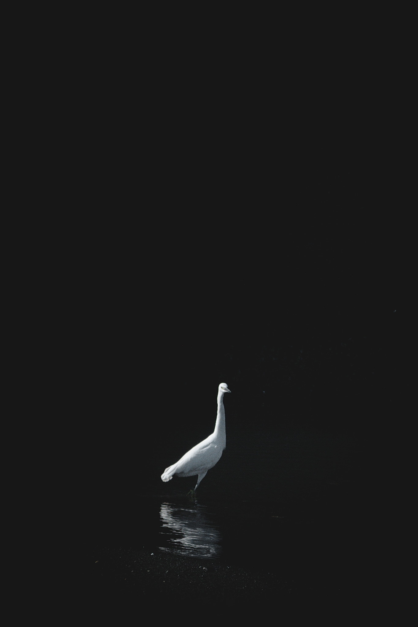 Manual Lens No CPU sample photo. Untitled photography