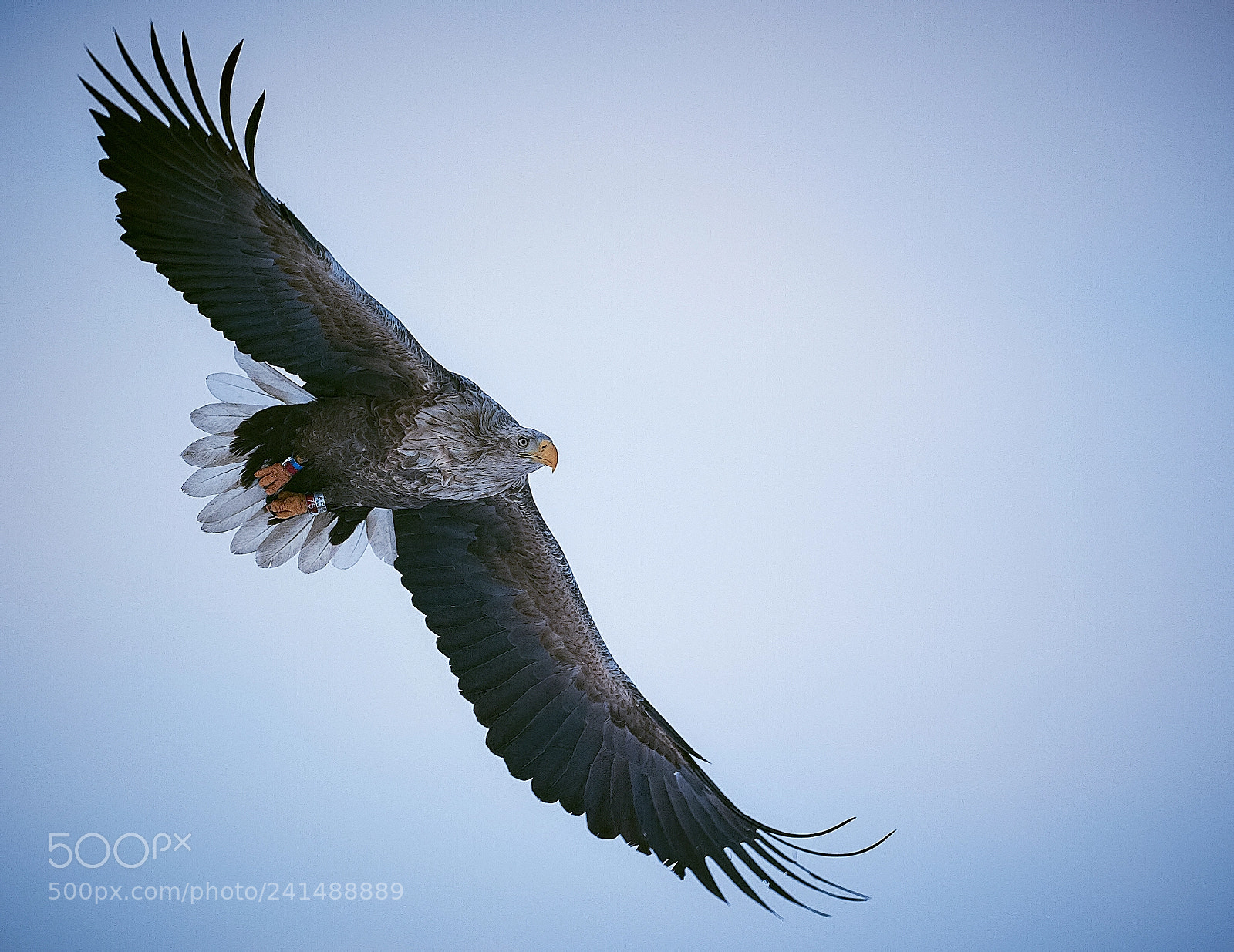 Nikon D700 sample photo. White-tailed eagle photography