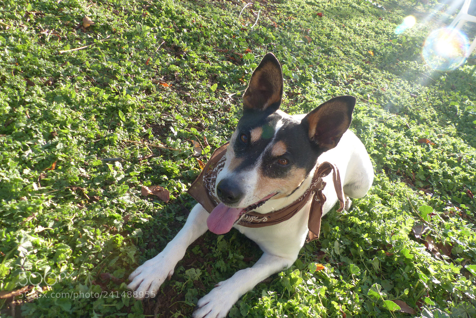 Panasonic Lumix DMC-FZ200 sample photo. My dog twiggy <3 photography