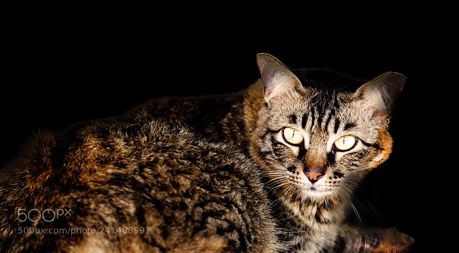 Olympus OM-D E-M1 sample photo. Purrr photography