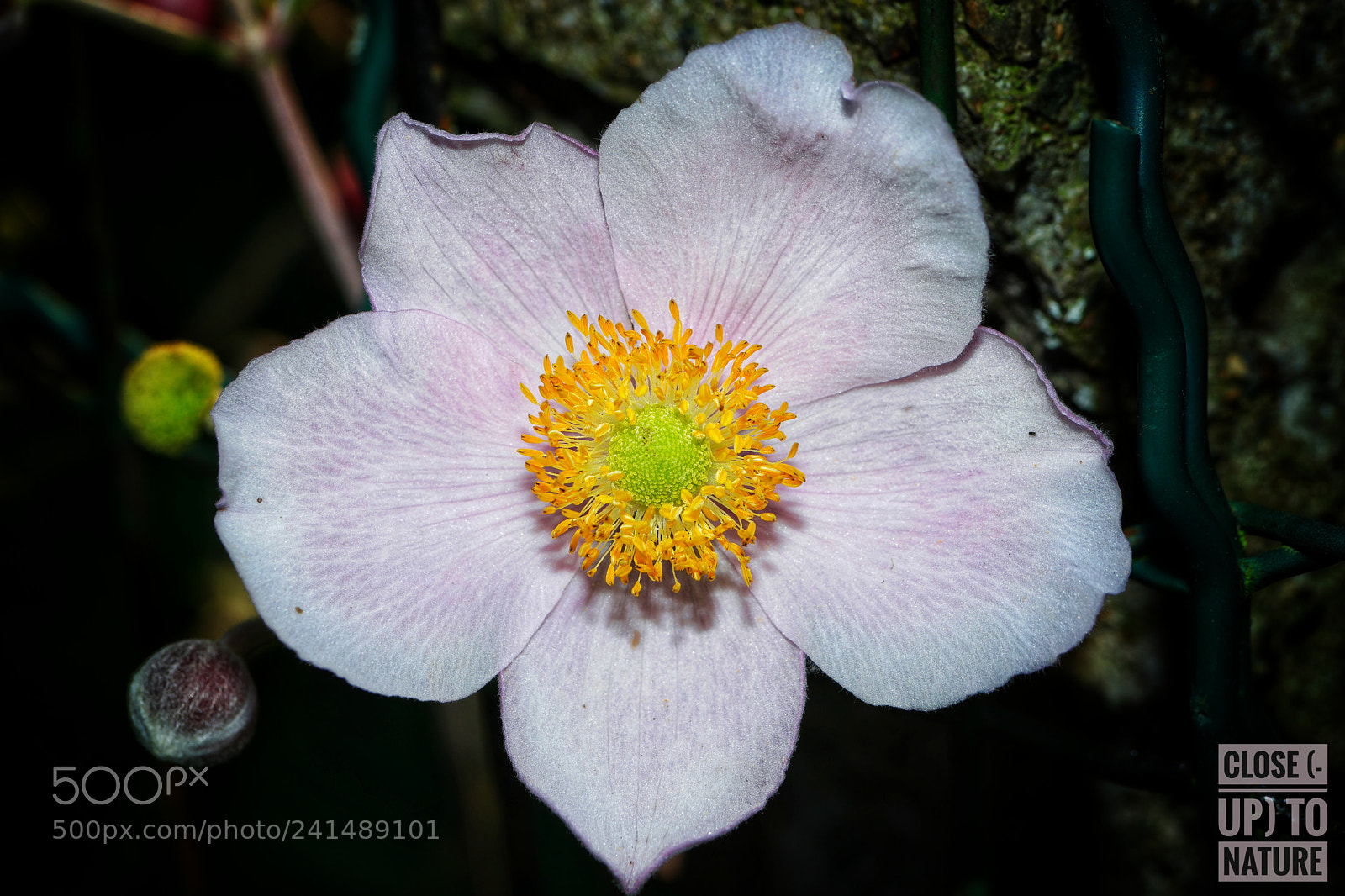Samsung NX500 sample photo. Anémone du japon photography