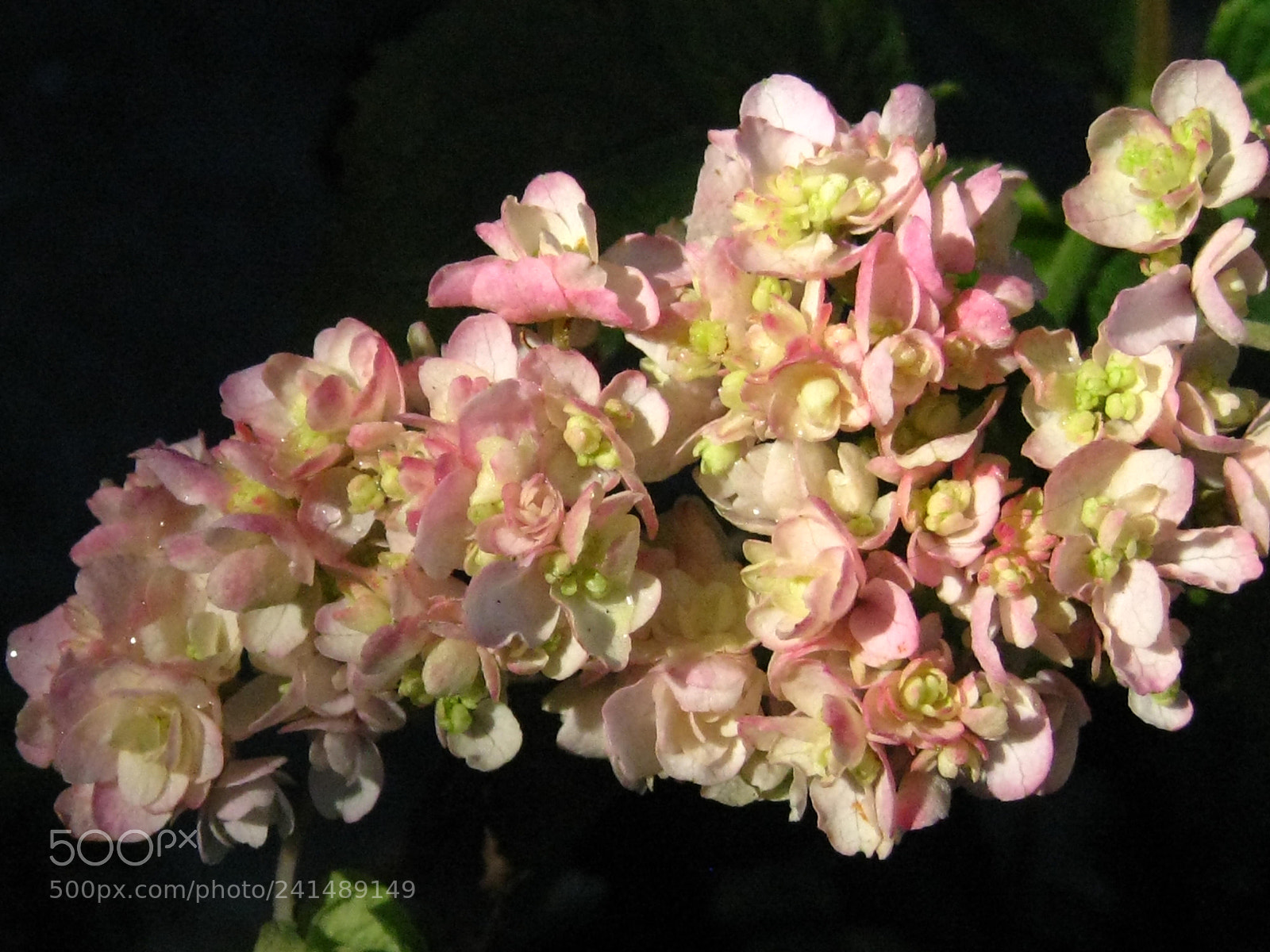 Canon DIGITAL IXUS 960 IS sample photo. Hydrangea flower photography