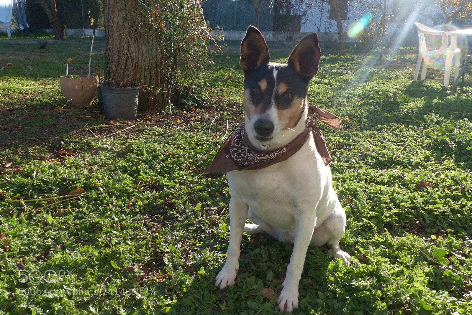Panasonic Lumix DMC-FZ200 sample photo. My dog twiggy <3 photography