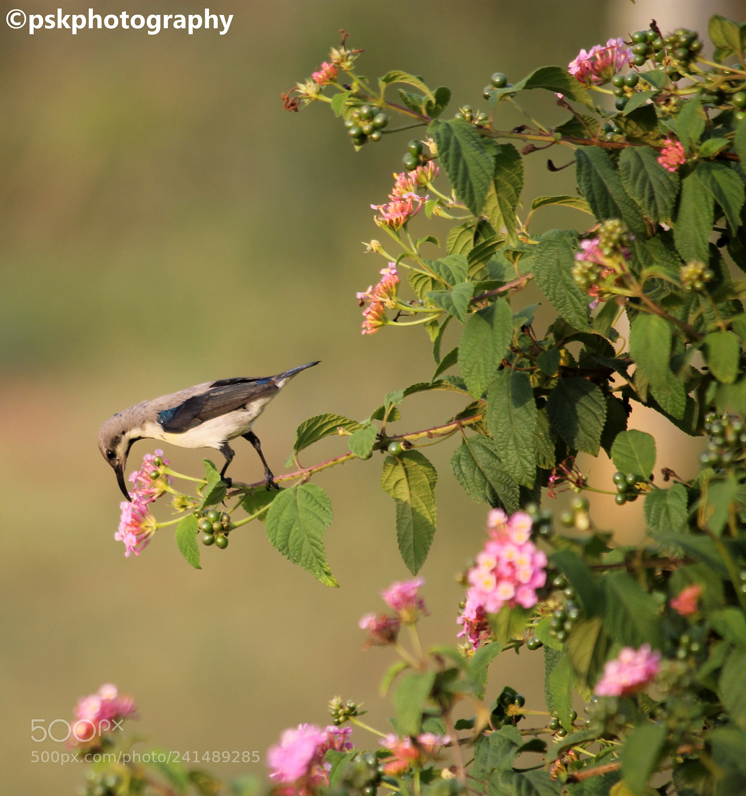 Canon EF-S 55-250mm F4-5.6 IS II sample photo. Sunbird photography