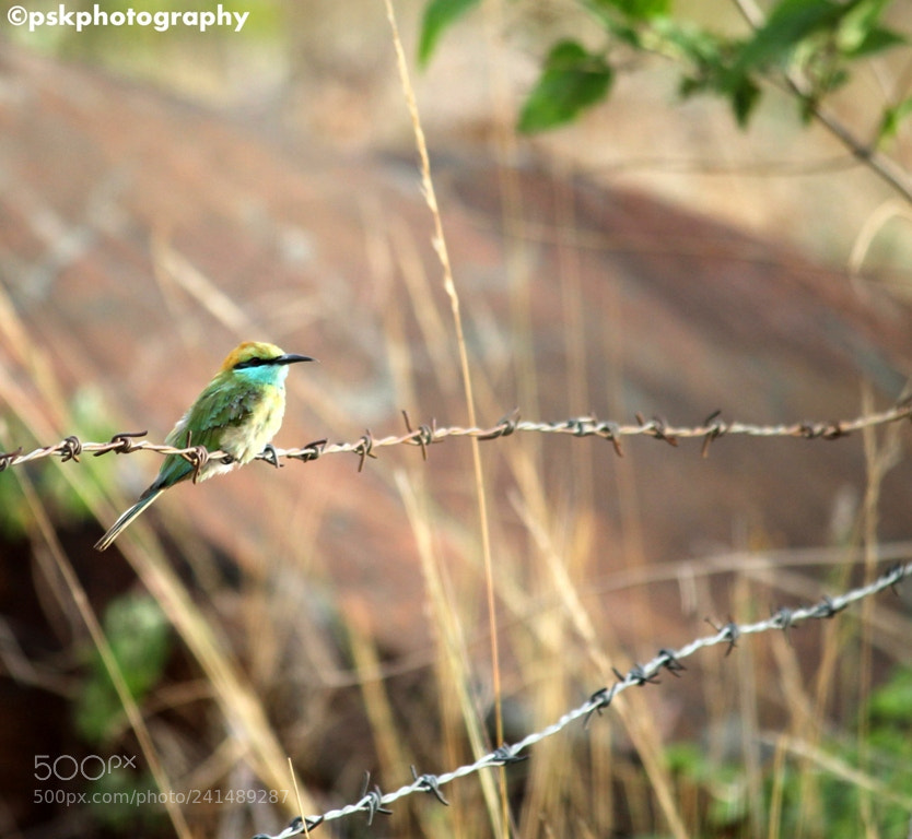 Canon EOS 1100D (EOS Rebel T3 / EOS Kiss X50) sample photo. Flycatcher photography