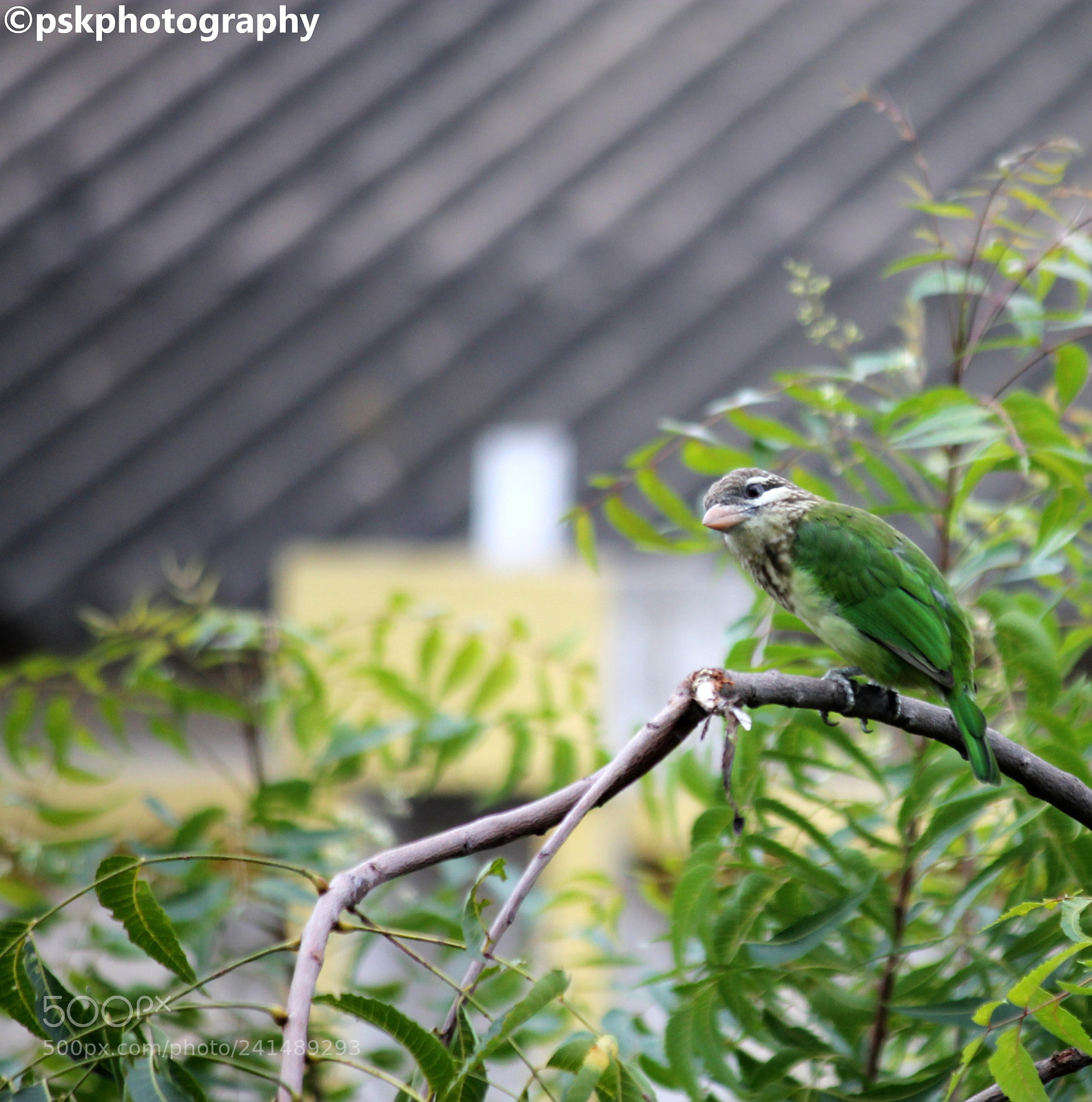 Canon EF-S 55-250mm F4-5.6 IS II sample photo. White-cheeked barbet photography