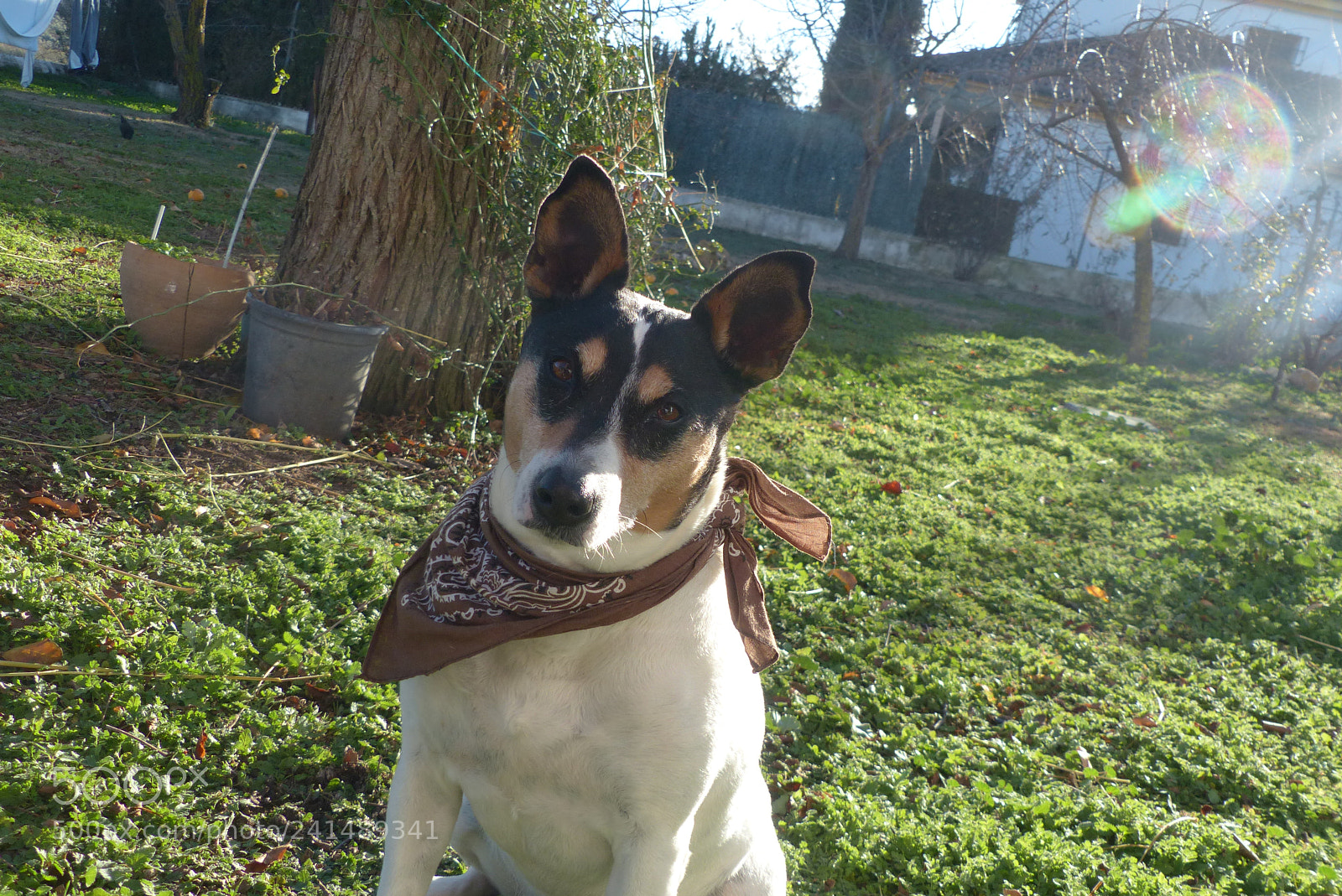 Panasonic Lumix DMC-FZ200 sample photo. My dog twiggy <3 photography