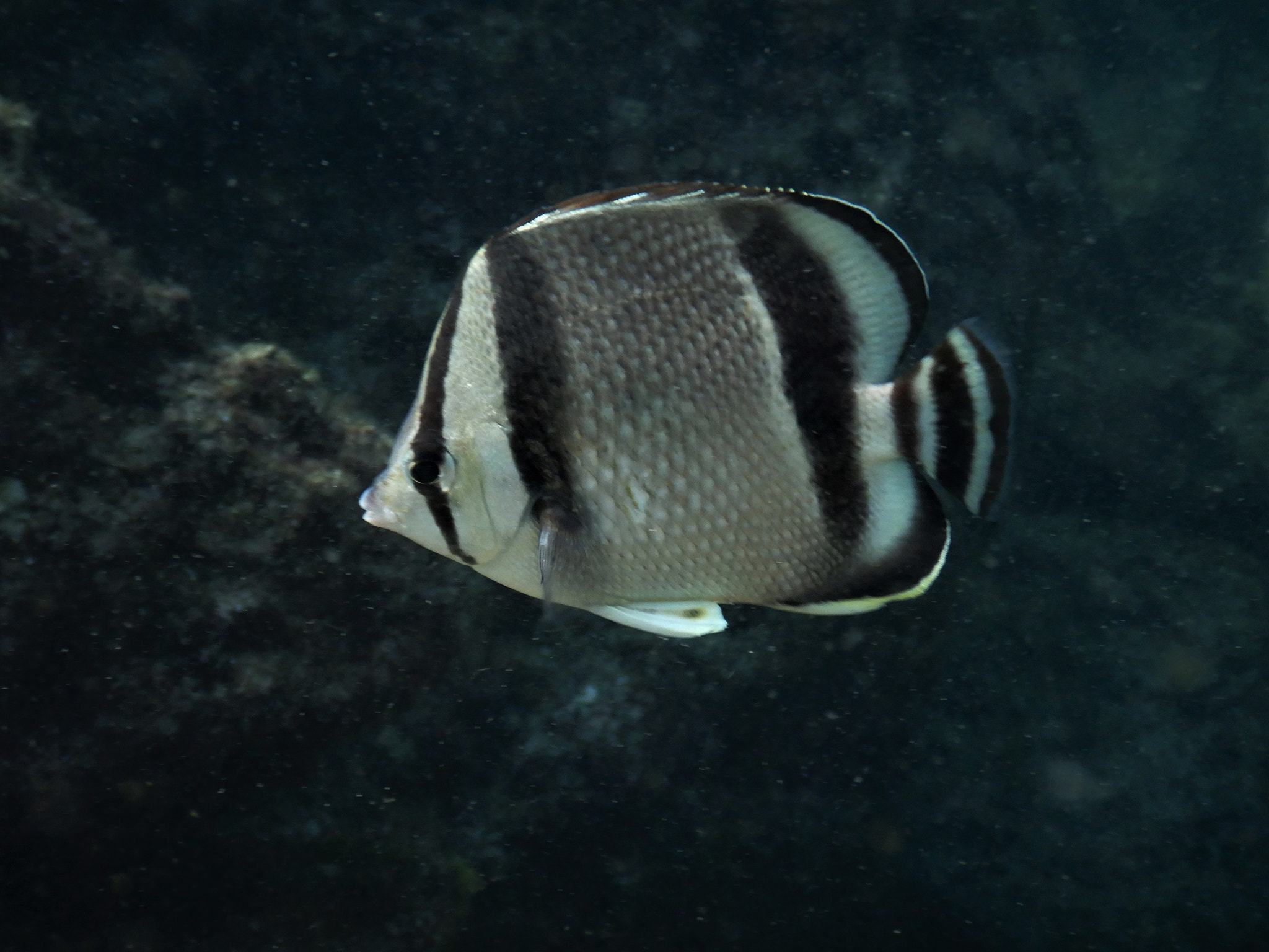 Nikon Coolpix W300 sample photo. Three banded barber fish. photography