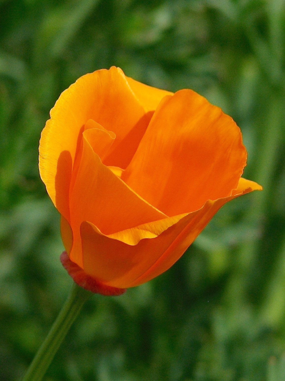 Canon POWERSHOT S2 IS sample photo. Poppy perfection photography