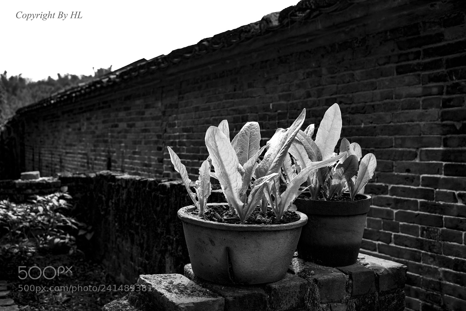 Leica M Monochrom (Typ 246) sample photo. Untitled photography