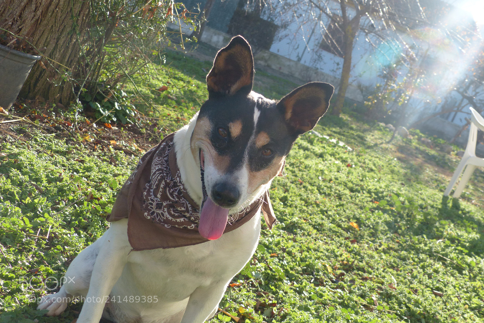 Panasonic Lumix DMC-FZ200 sample photo. My dog twiggy <3 photography