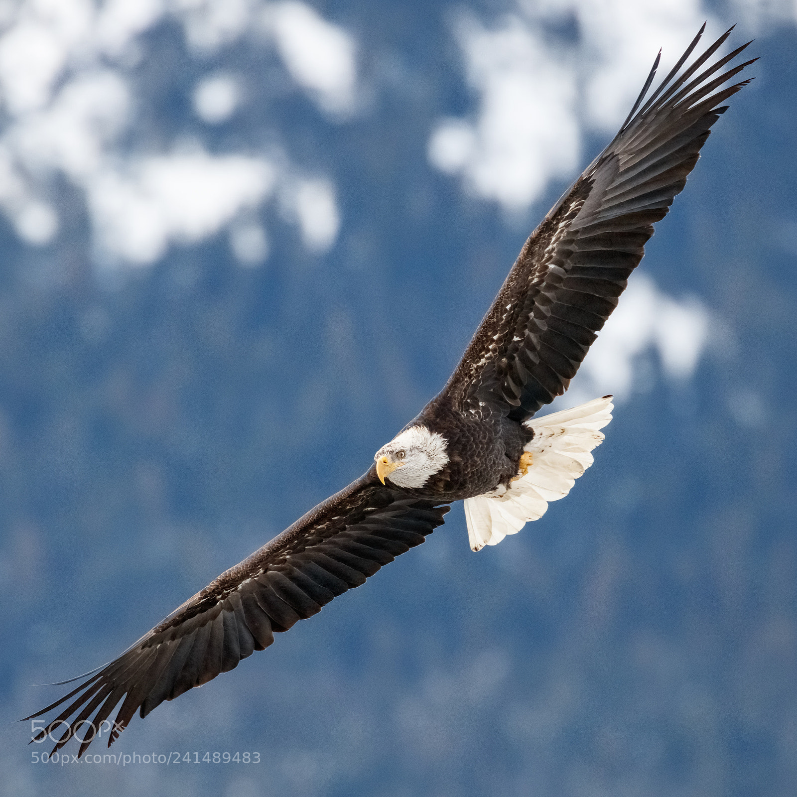 Canon EOS 5DS R sample photo. Air superiority photography