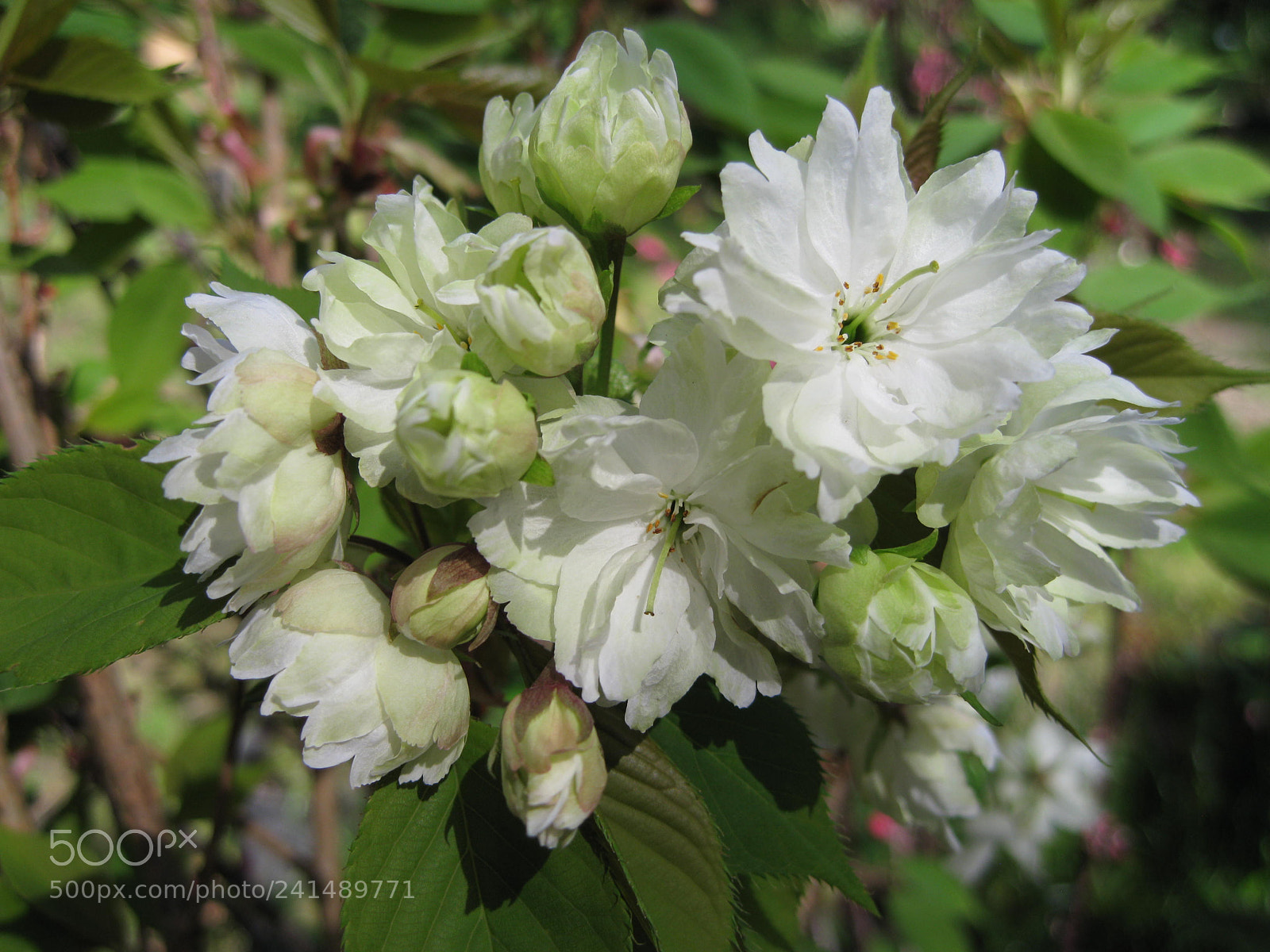 Canon DIGITAL IXUS 960 IS sample photo. Winter white blossom photography