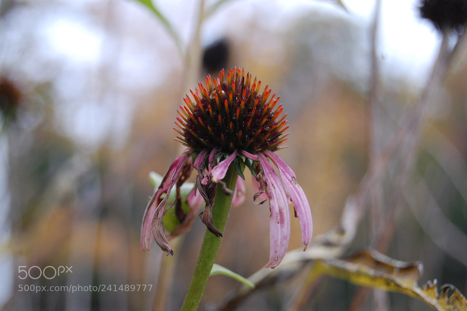 Nikon D40 sample photo. Broken beauty photography