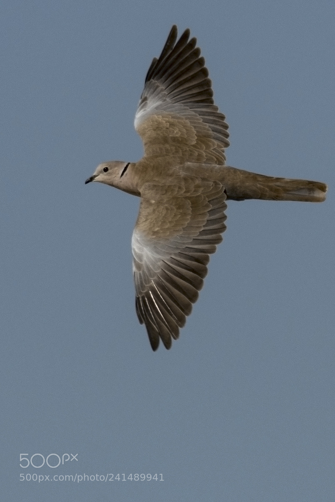 Nikon D500 sample photo. Laughing dove photography