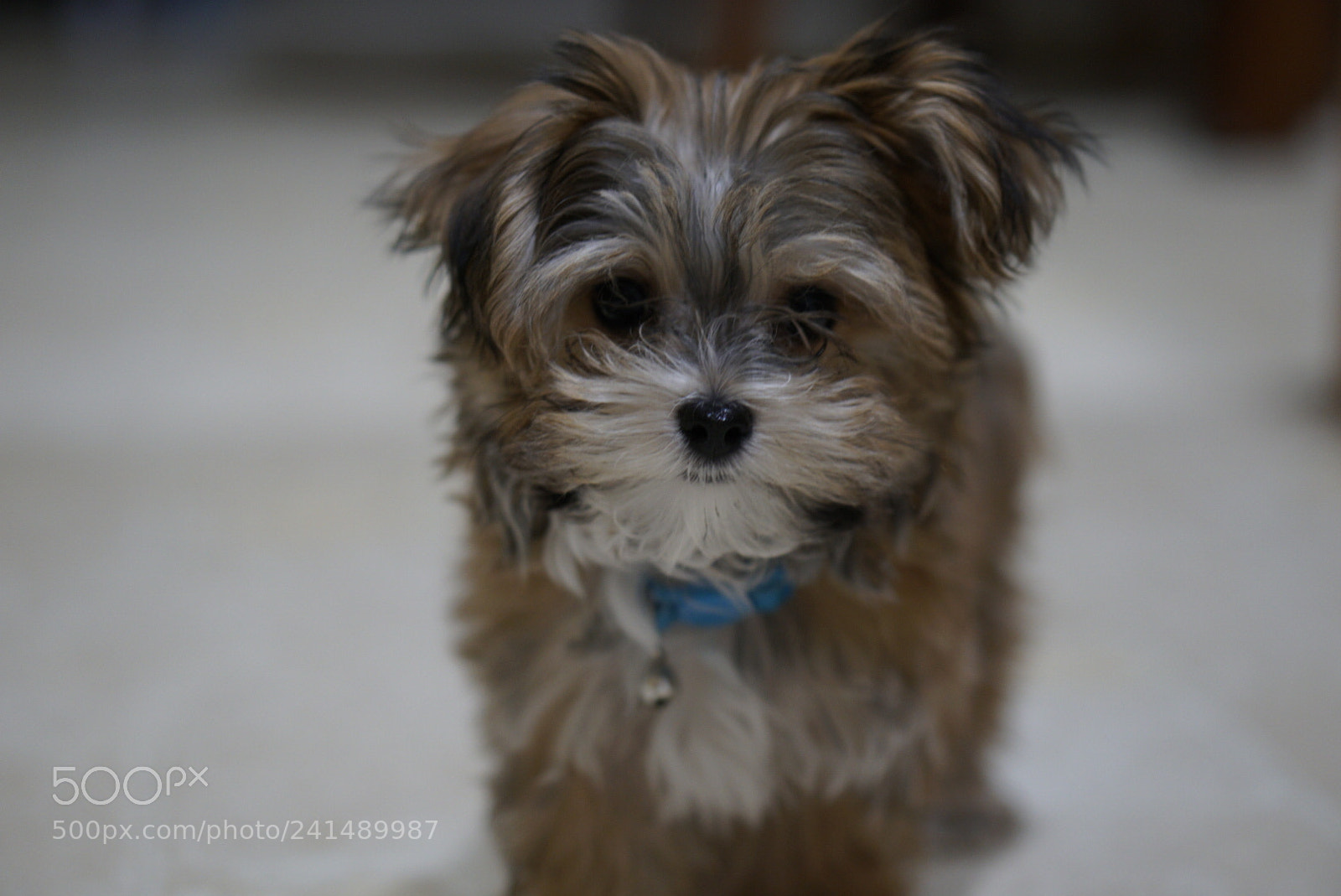 Sony a6300 sample photo. Chewy morkie photography