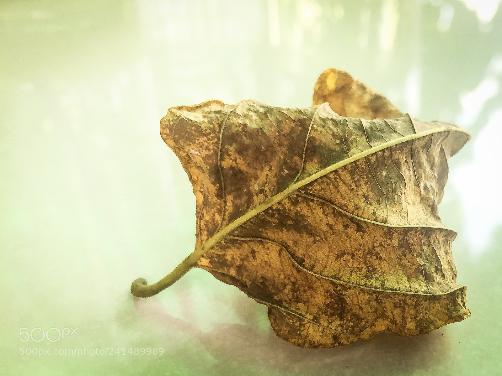 Apple iPhone 6 Plus sample photo. The yellow leaves photography