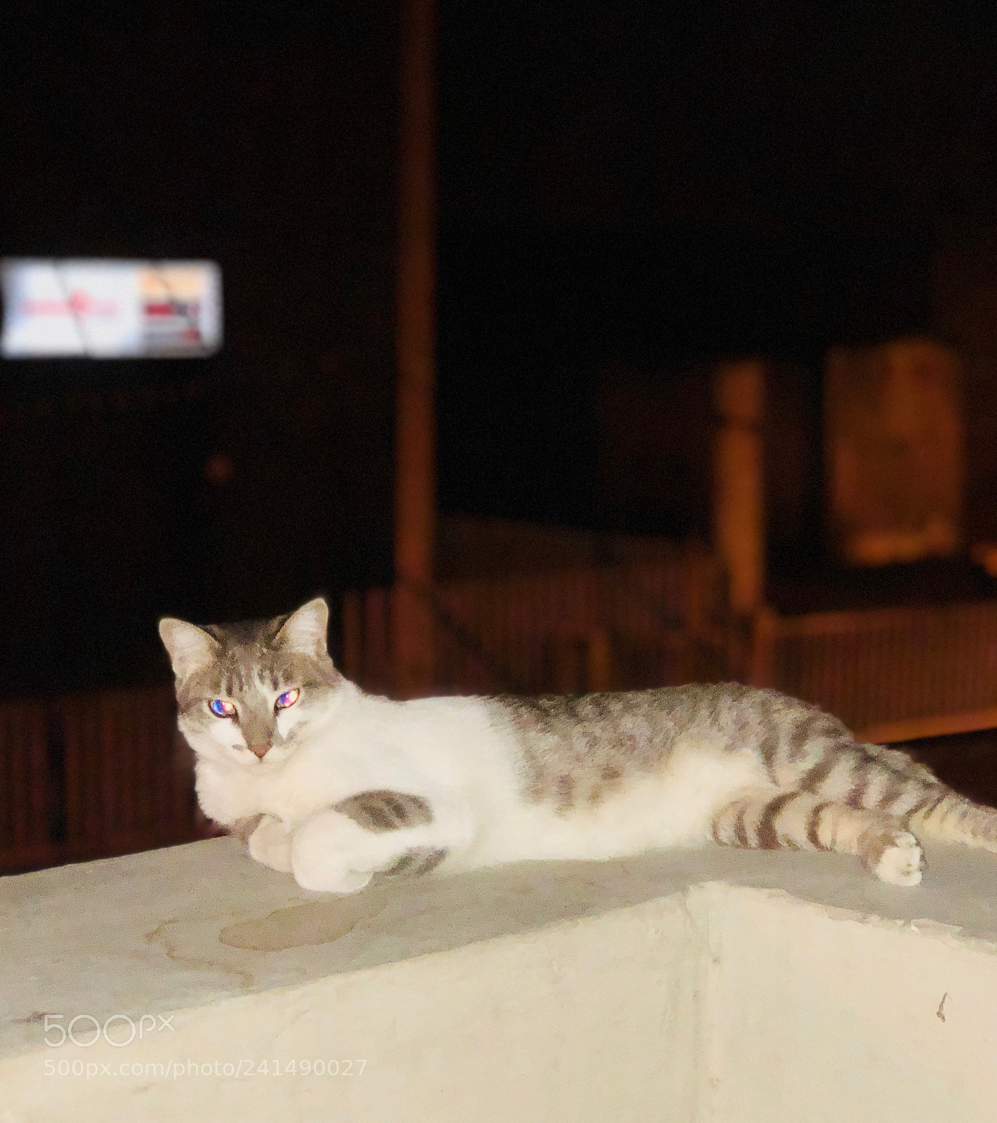 Apple iPhone 8 Plus sample photo. Cute photography