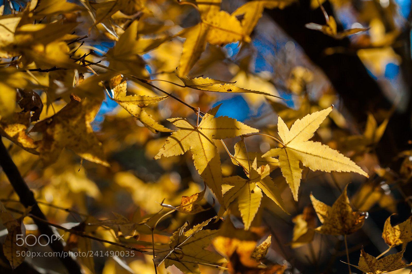 Canon EOS 50D sample photo. Untitled photography