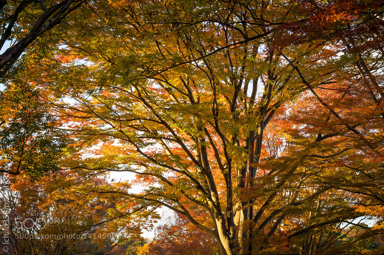 Canon EOS 760D (EOS Rebel T6s / EOS 8000D) sample photo. Autumn color photography