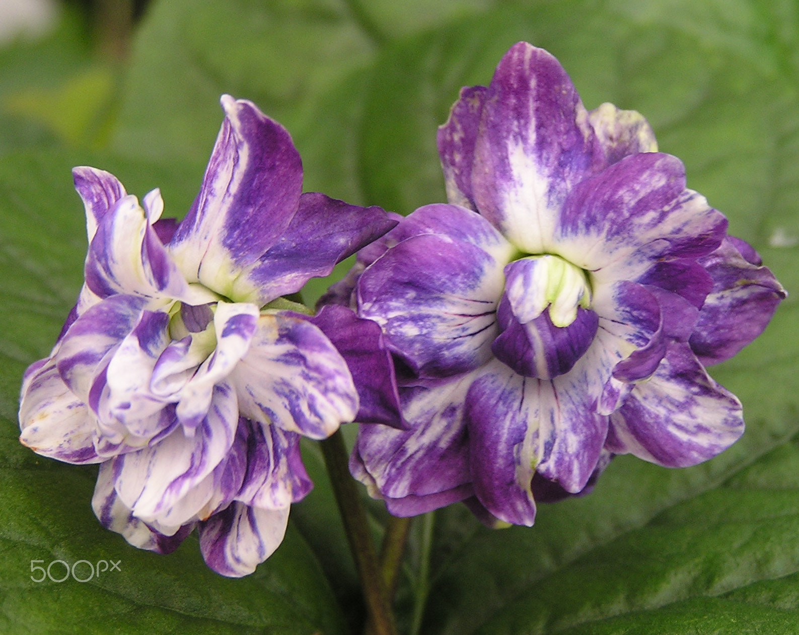 Olympus C740UZ sample photo. Violet "king of the doubles" photography