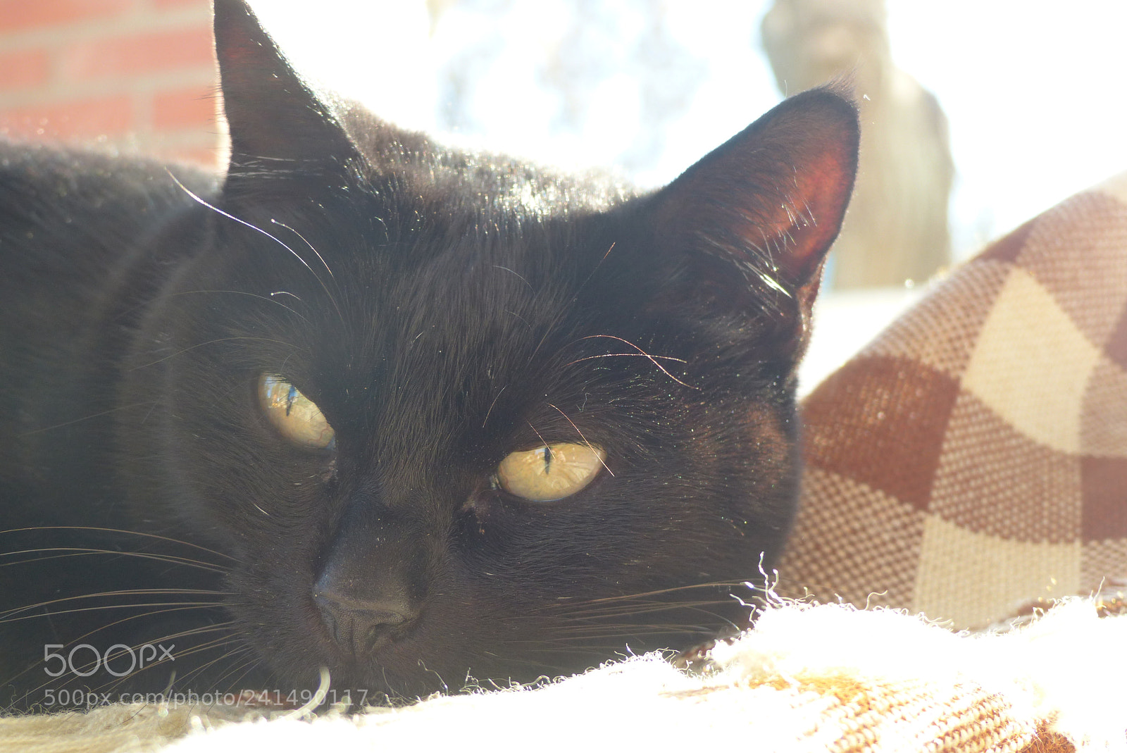 Panasonic Lumix DMC-FZ200 sample photo. My cat luna (moon) photography