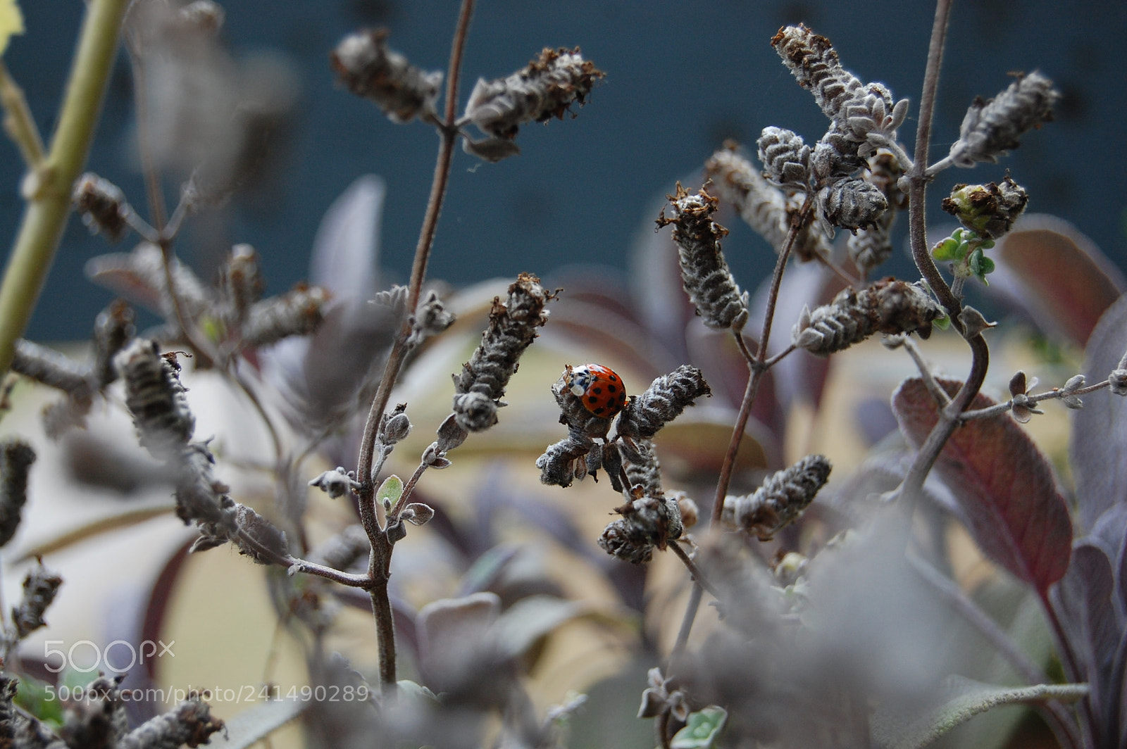 Nikon D40 sample photo. Life of a ladybug photography